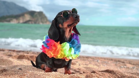 adorable dog dachshund, black and tan, sit sand at the beach sea on summer vacation holidays, wearing sunglasses and flower hawaiian chain.