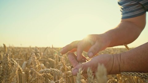 Hands of an elderly farmer hold a spike of wheat. Agronomist checks the grain harvest. Grain harvest quality testing. Wheat field. Organic farming and harvesting. 