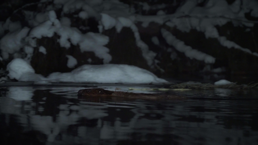 Wild beaver is swimming in the iced water in the winter. Night time, dark nature and cold weather. Royalty-Free Stock Footage #1068161069