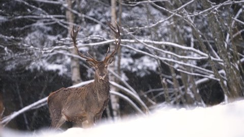 Red deer in the wild nature watching to the camera. Snowy trees in the background and snow weather.