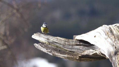 Eurasian blue tit is landing to old wood in slowmotion. One bird in frame, slow motion, nice sun shining and blur background.