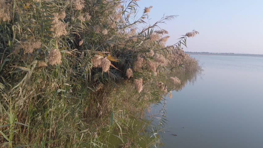 Dessert wild plants and nature | Spectacular Landscape View at Al Wathba Wetland Reserve in Abu Dhabi, UAE | coastal salt flat (sabkha) lakes