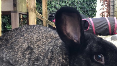 close up black rabbit poses in rabbit hutch