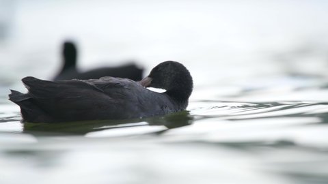 Black fluffy white forehead coot ducks swim on the water surface. The Eurasian coot, Fulica atra, also known as the common coot, or Australian coot, is a member of the rail and crake bird family 4K