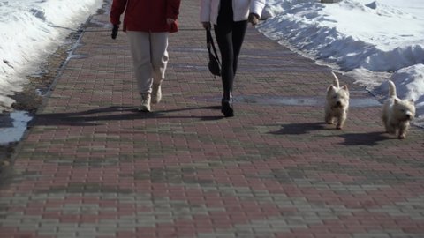 Winter cobblestone sidewalk with snowy sides and people walking calmly outdoor on beautiful sunny warm winter or spring day. Two women together with cute white fluffy dogs having good time outdoors