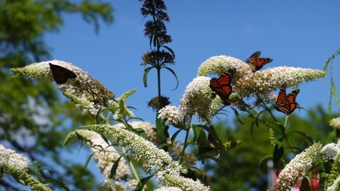 Many monarch butterflies flying against blue sky. Feeding on white flowers, wings fluttering. Bright sunny day. Slow motion. Close up.