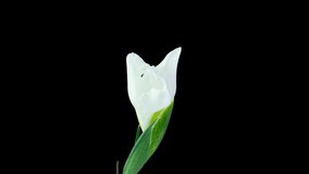 Time lapse of flowering white iris on a black background, beautiful white flower video 4k