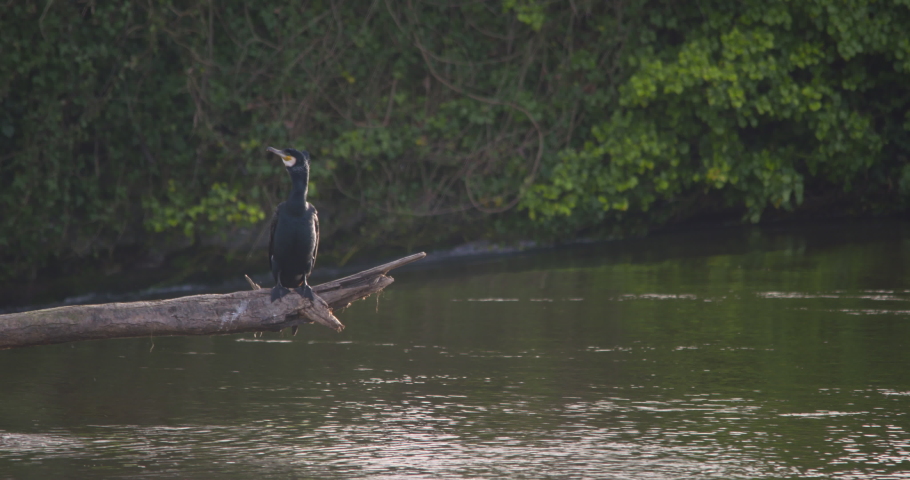 Cormorant fishing bird calls from river tree branch perch slow motion