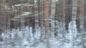 View from the side window of the car to the snowy forest. Video. Fast drive past a pine grove in winter. Real nature in cold weather, winter background