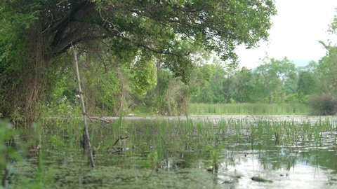 Mossy lake and swamp in the mangrove forest.Wetland bog fen carr pocosin floodplains vernal pool sink peatlands. Freshwater brackish reeds tides tide round flood mire cluster peat reed stream mars 4K.