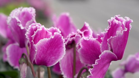 cyclamen flowers in the city,beautiful purple flowers on the street bloom in spring