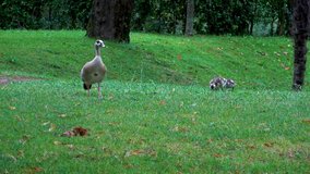 video of ducks ducklings birds grass
