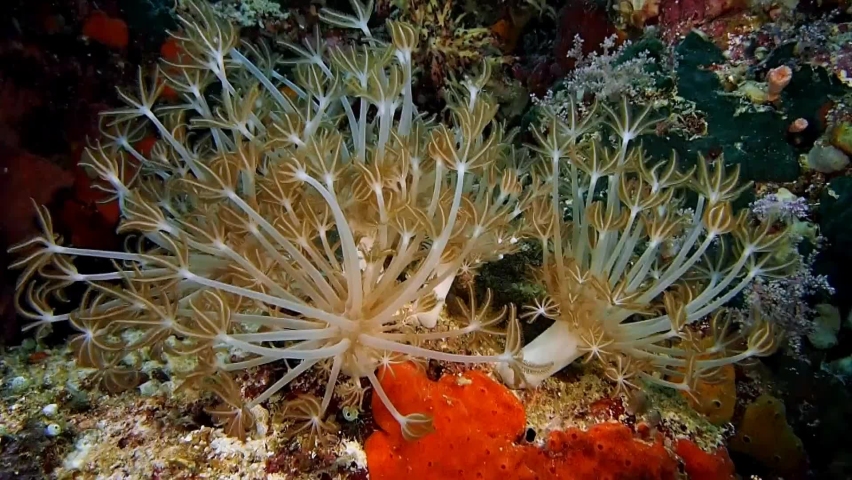 Coral video. Гониопора коралл. Гониопора коралл красная. Goniopora stokesi. Альвеопора коралл.