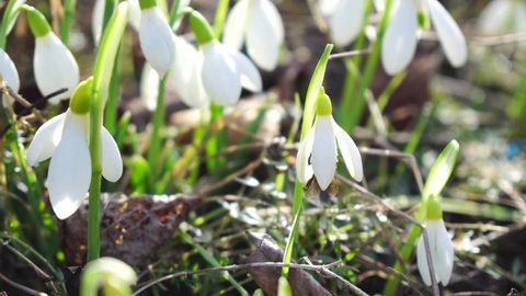 Snow Drops Woodland Spring Stock Footage Video 100 Royalty Free 16102276 Shutterstock