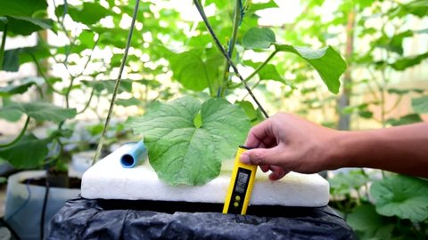 Farmer Check pH value of water bin of hydroponics system