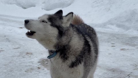 Close-up of a dog's face-a Husky with blue eyes looks directly at the camera. Howling, singing a song.