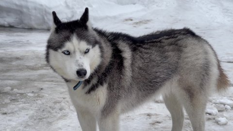 Close-up of a dog's face-a Husky with blue eyes looks directly at the camera. Howling, singing a song.