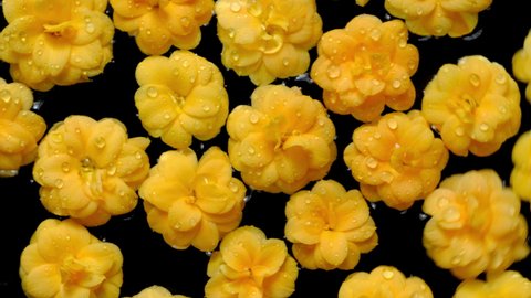Flowers. Yellow flowers floating on water with black background. Beautiful top view of kalanchoe blossom flower heads turning. Fluid motion.