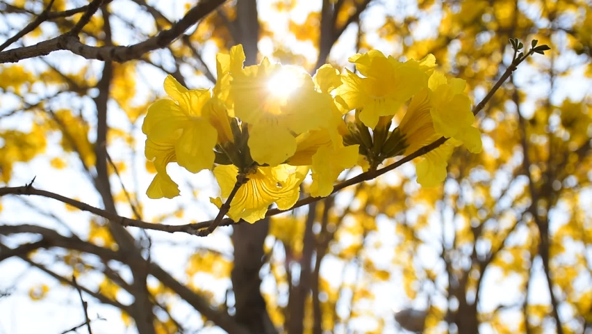 Master VDO HD , Golden Tree , Yellow Trumpet Tree  Scientific name Tabebuia chrysantha Nichols English called Golden Tree or Tallow Pui, flowers bloom in February. In Thailand. Royalty-Free Stock Footage #1068186545