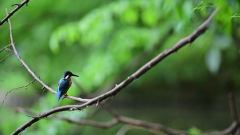 Kingfisher resting on a branch in a peaceful green background