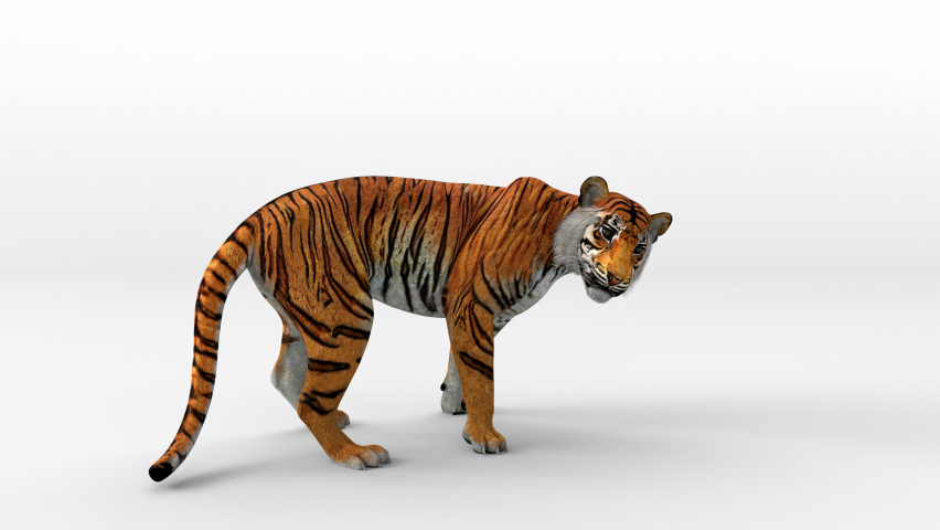 Tiger bengal movement leaping attack to camera with 3d rendering include alpha path. Royalty-Free Stock Footage #1068190430
