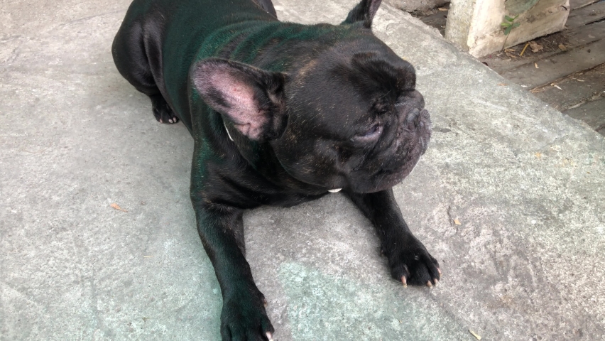 normal saline for dogs