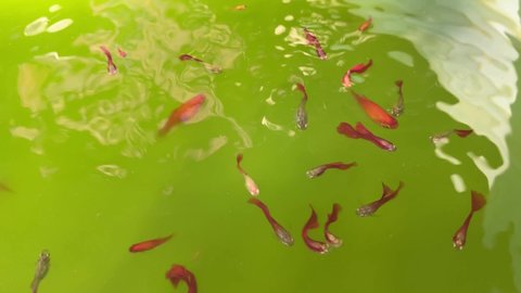 Ornamental fishes swimming in algae water.guppy and platy fishes swimming in water.