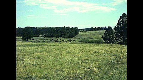 Bison herd in the meadows of Yellowstone National Park, Wyoming and Montana, 1970s United States. The Buffalo is a symbol of the American West. Archival of the old America in 1977.