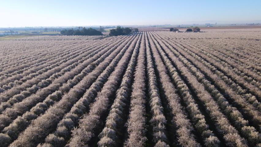 Cinematic aerial shot of massive field of almond trees in San Joaquin Valley in Central California
