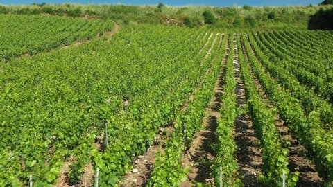 Vineyard of Chateau Thierry in Champagne region