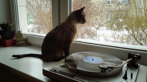 Siamese cat sitting on a windowsill near old vinyl record player, looking at the window, vintage vinyl record spinning on old vinyl record player. Listening music