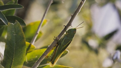 Grasshopper or locust perched on a branch. Agricultural pest.