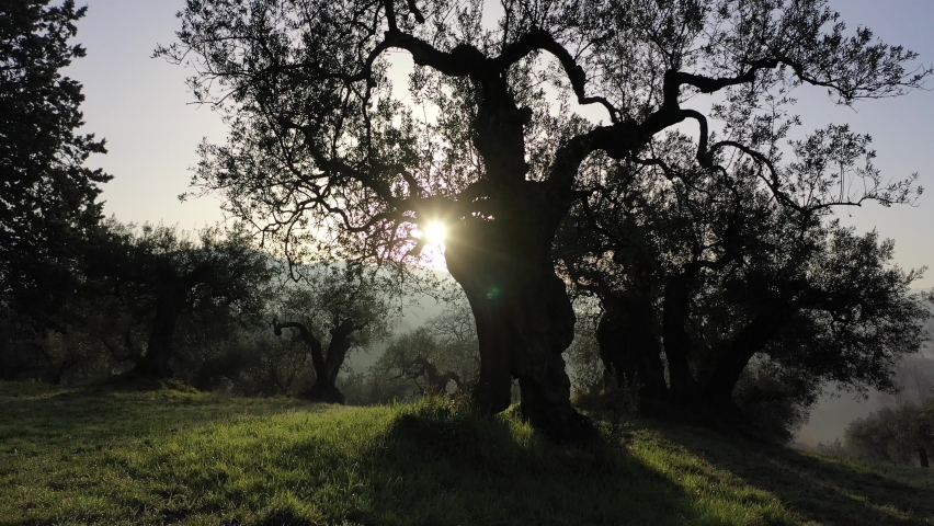 Trunk of an olive tree taken against the light
Emotional view of an olive tree Royalty-Free Stock Footage #1068209588