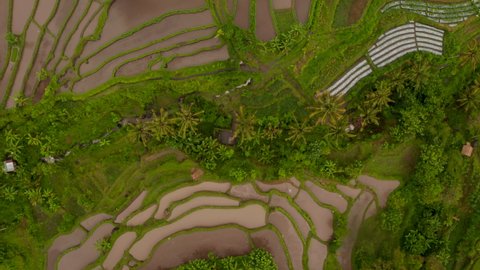 Top down aerial view of rice fields with water in rural Asian countryside. Rotating overhead view of farm terraces in lush green fields in Bali