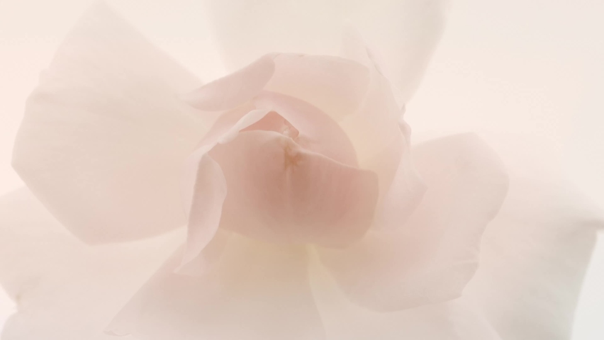 Beautiful opening pink rose on white background. Petals of Blooming pink rose flower open, time lapse, close-up. Holiday, love, birthday design backdrop. Bud closeup. Macro. 4K UHD video timelapse. Royalty-Free Stock Footage #1068216377
