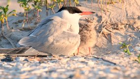 Nest Tern in New York in the Beach Video Clip in 4k