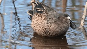 A teal duck video clip in 4k