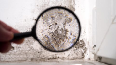 view through a magnifying glass. white wall with black mold. dangerous fungus that needs to be destroyed. It spoils look of house and is very harmful parasite for human health.