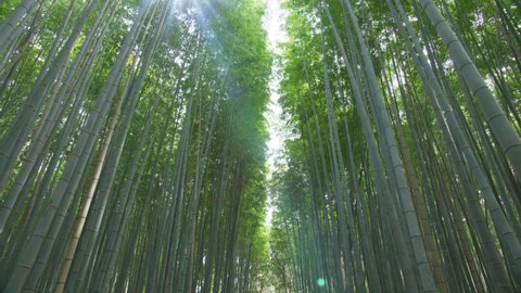 Footage Arashiyama Bamboo Grove or Sagano Bamboo Forest, Kyoto tourism Japan. Space for Text copy. High quality 4k footage