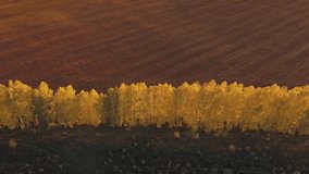 Aerial video of road in beautiful autumn Altai forest at sunset. Beautiful landscape with rural country road, golden autumn in Altai: trees with red, yellow and orange leaves
