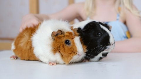 Two little cute guinea pigs are favorite pets. Pet care concept.