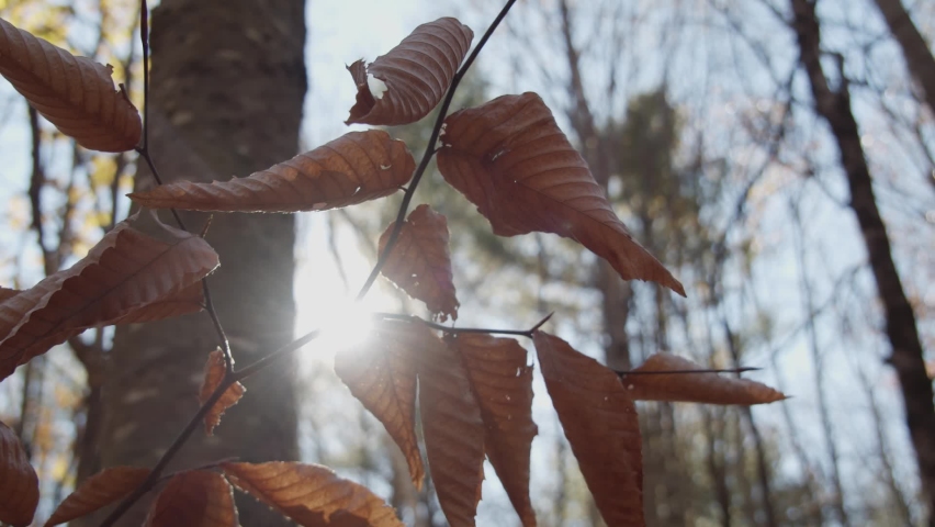 Golden brown, dried leaves; rustling in the breeze. Handheld slow motion.