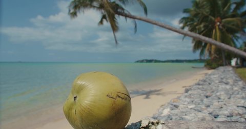Paradise tropical view of fresh coconut with palm tree and sea