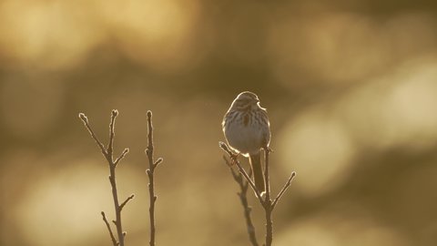 The breath of a Song Sparrow visible in the cold with early morning light.