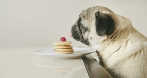 Funny cute pug dog stealing food from table. Funny pancakes thief. Eat berry from pancakes, while the owner is away. Funny dog food concept. Cozy kitchen