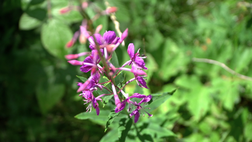 Purple bell-shaped flowers with curled stamen (Campanula Latifolia Brantwood)