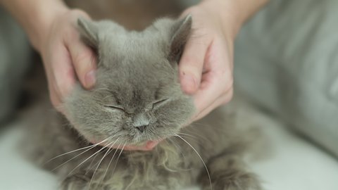 Man stroking an old British longhair cat, close up
