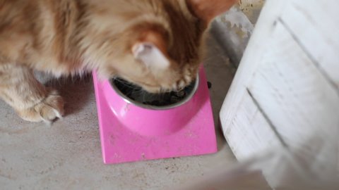 red cat eating dry food from a dirty bowl on the floor in apartment