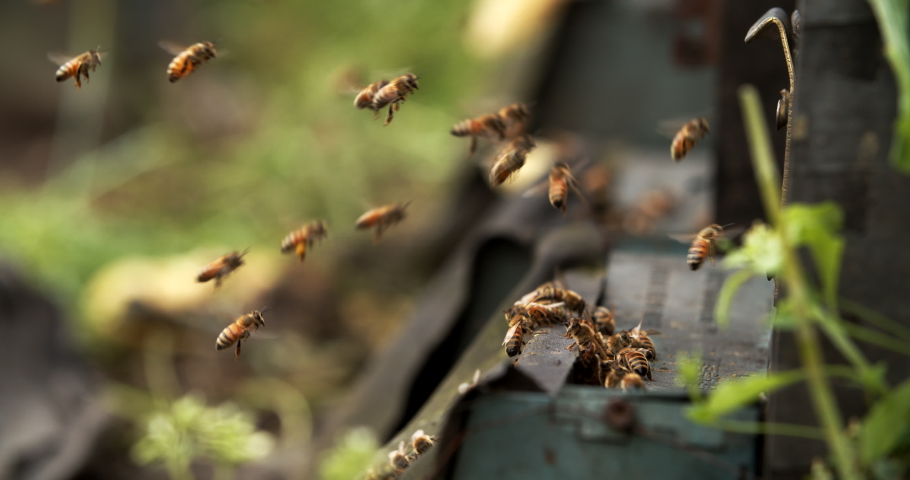 4k slow motion of swarm of honey bees flying around beehive in spring field The bees returning from collecting honey fly back to the hive Royalty-Free Stock Footage #1068247307
