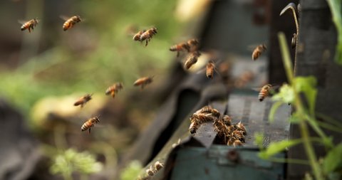 4k slow motion of swarm of honey bees flying around beehive in spring field The bees returning from collecting honey fly back to the hive